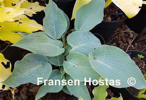 Hosta Kempen Magenta Blue